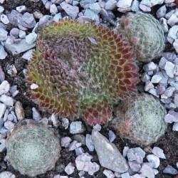 Sempervivum - Dachwurz - Hauswurz